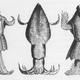 Illustration for article titled A Field Guide to Cryptids From Europe and Africa